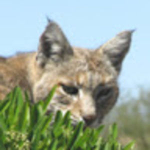 Meet your Posher, Lonnie